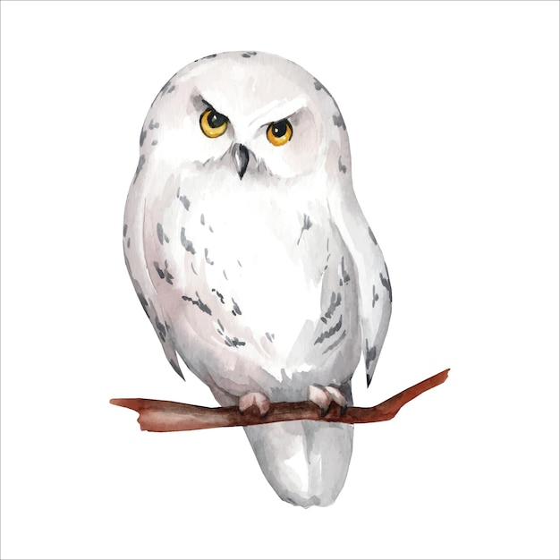 White snowy owl Watercolor illustration