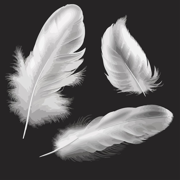 White soft feathers bird plumage isolated on transparent background Isolated on background Vector illustration