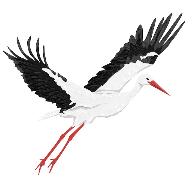 Vector the white stork is flying realistic vector bird