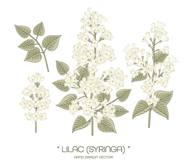 Vector white syringa vulgaris (common lilac) flower hand drawn botanical illustrations.