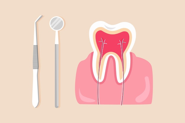 Белый зуб и инструменты для ухода за зубами концепция стоматолога цветная плоская векторная иллюстрация