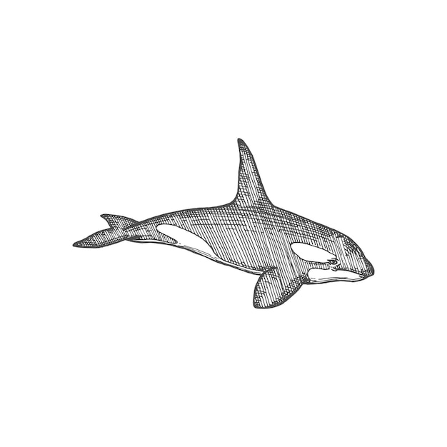 白い歯のサメ分離された黒い巨大な魚のアイコン