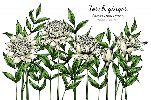 白いトーチジンジャーの花と白い背景のラインアートとイラストを描く葉。