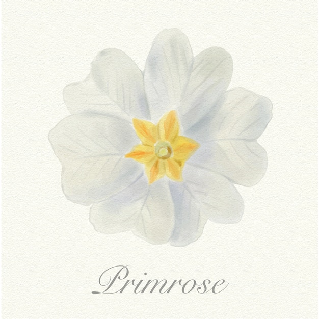 Vector white watercolor primrose isolated