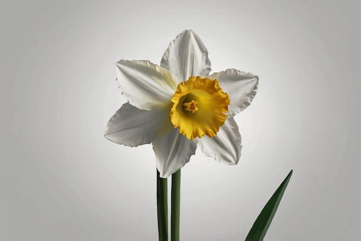 Vector a white and yellow daffodil with a yellow flower in the middle