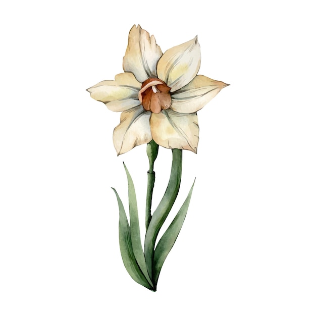 White Yellow Hand Drawn Watercolor Daffodil Floral Illustration isolated on white background