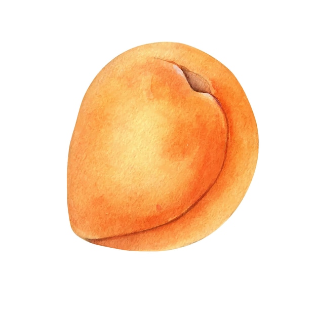 Целый абрикос, один объект, желтые фрукты, изолированная акварельная иллюстрация на белом персик