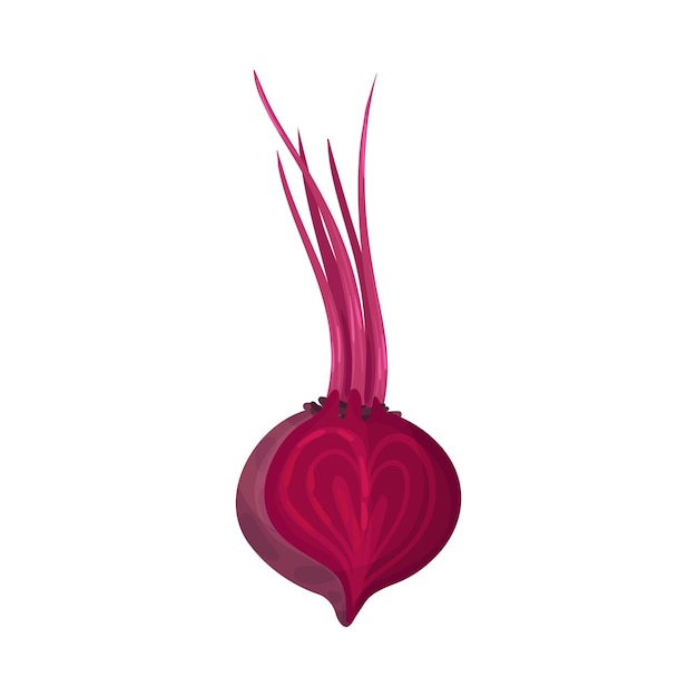 Vector whole beet root with cutout piece vector illustration