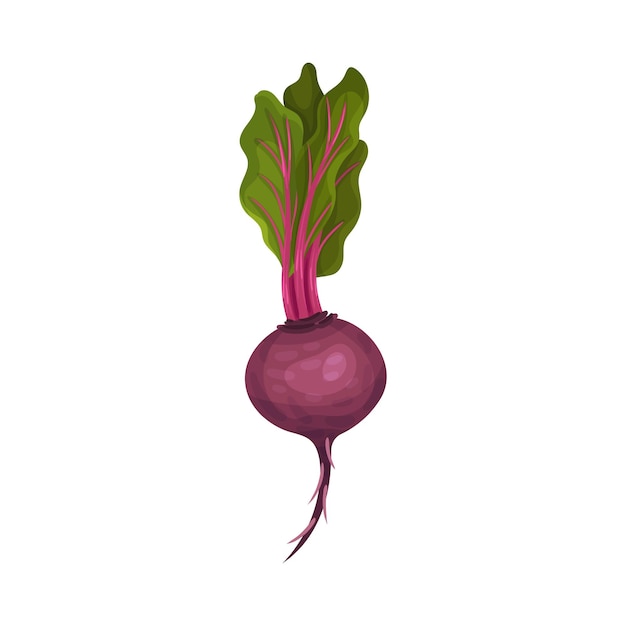 Whole Beet Root With Green Leaves Vector Illustration