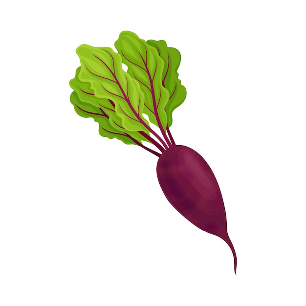 Whole BeetRoot with Beet Tops Vector illustratie Gezond en vitaminenrijk groenteconcept