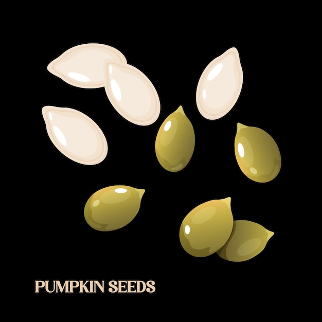 Vector whole and clean pumpkin seeds