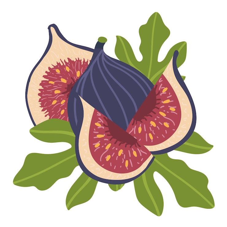 Vector whole figs with half and leaf isolated on white background. vector illustration of fruits in a flat style. natural sweets. healthy food set.