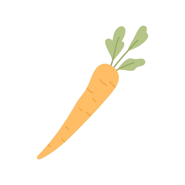 Whole fresh carrot with tops. Orange tuber and leaf of raw root vegetable. Food plant with leaves. Colored flat vector illustration of crunchy sweet veggie isolated on white background.