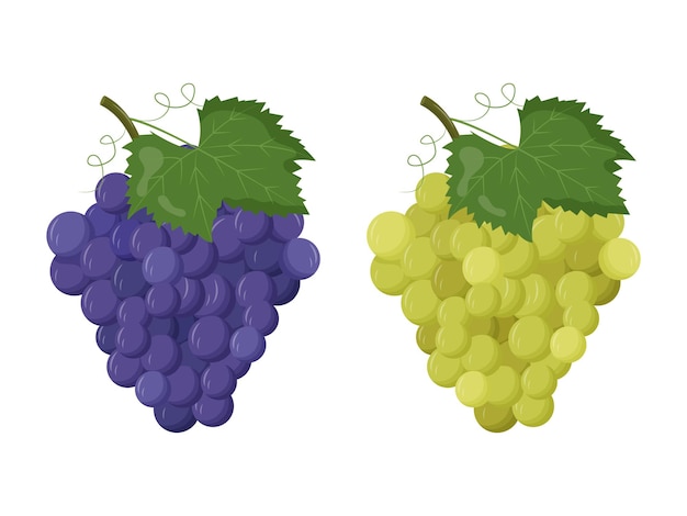 Whole grape with green leaf isolated on white background Flat vector illustration