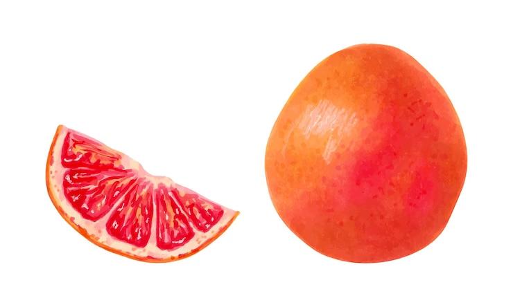 Vector whole grapefruit with a slice illustration with watercolors and markers hand drawn isolated art healthy food clipart of an ecological citrus product orange fruits for packaging juices menus