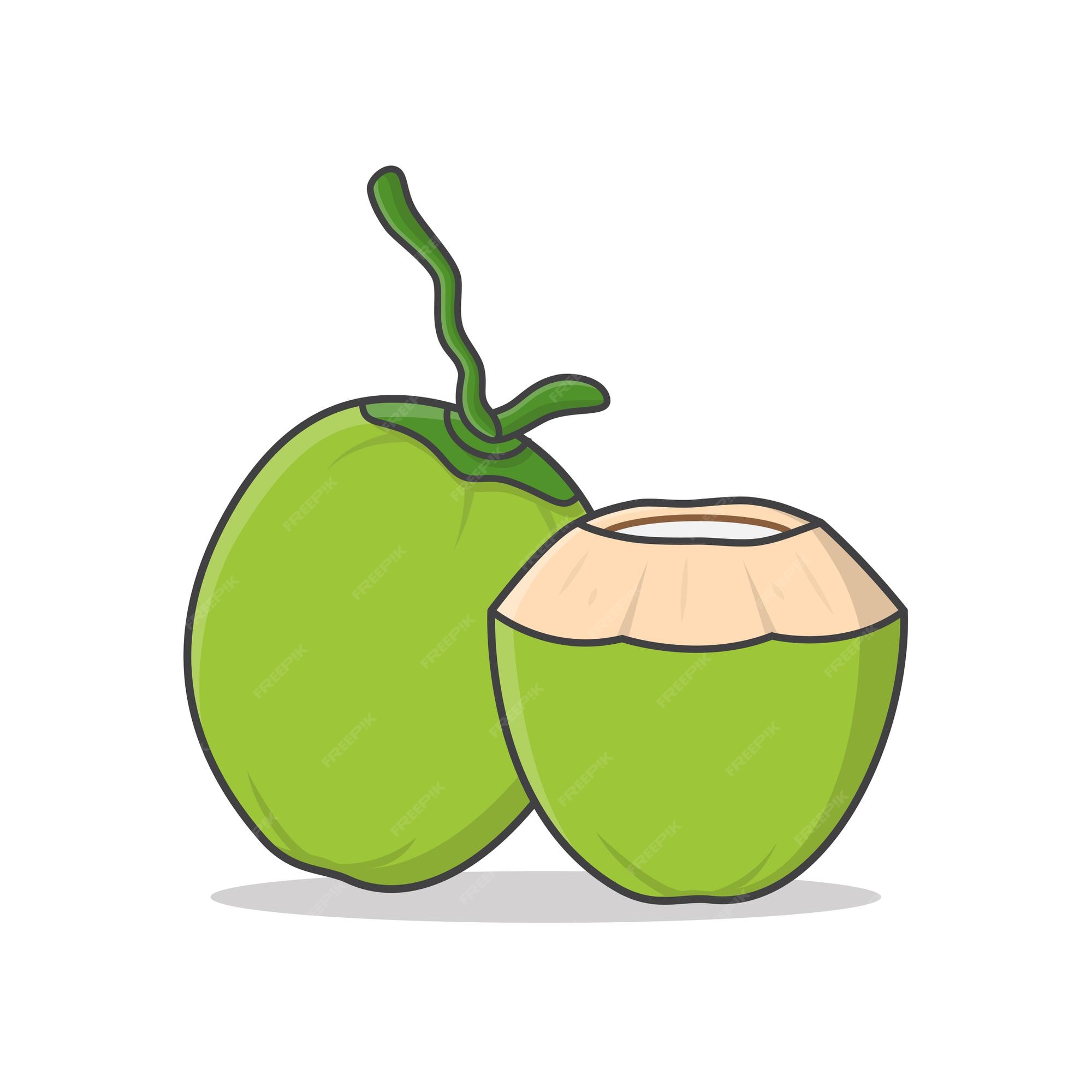 Premium Vector Whole green coconut and fresh drinking coconut illustration. green coconut flat