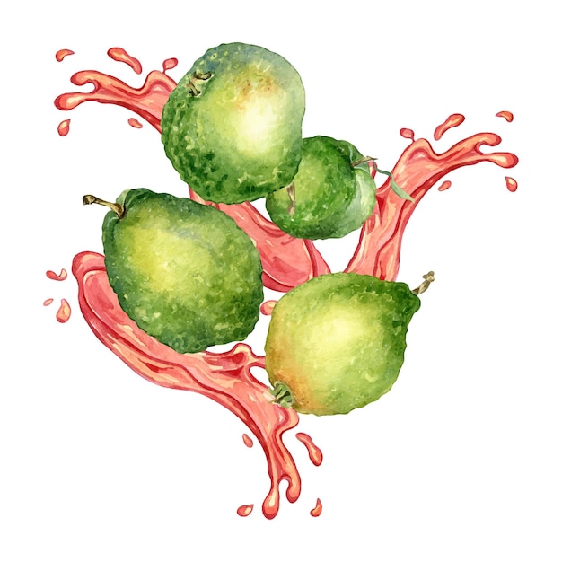 Whole guavas and juice pink splash watercolor illustration isolated on white background fruit