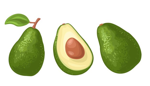 Whole and half avocado with seed and leaf Vector color flat illustration