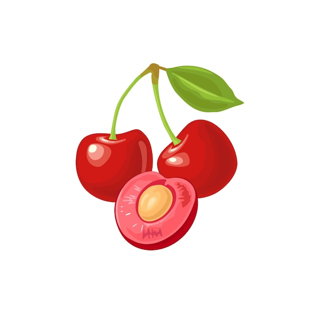 Vector whole half cherry berry with seed and leaf color flat