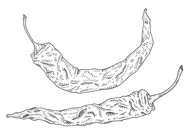 Целые и половинки сухого перца чили. Винтажные штриховки векторные черные иллюстрации. Изолированные на белом фоне. Ручной обращается дизайн чернил