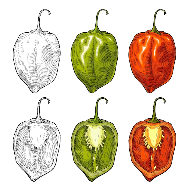 Habanero intero e mezzo peperoncino vintage illustrazione vettoriale di incisione