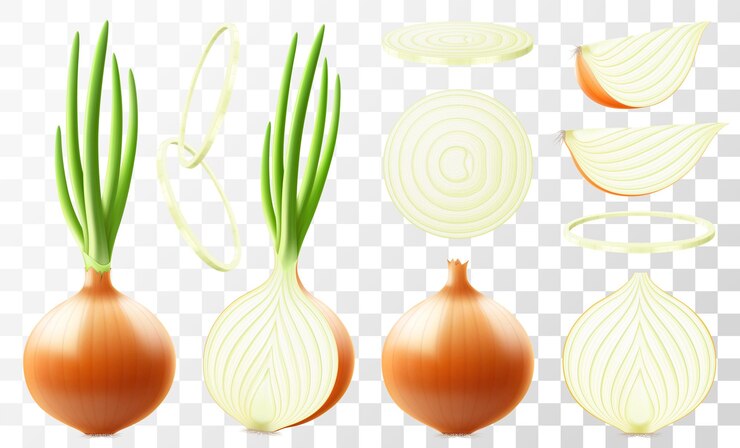 Vector whole half and slices of fresh onion set of ripe yellow onion with green feather isolated