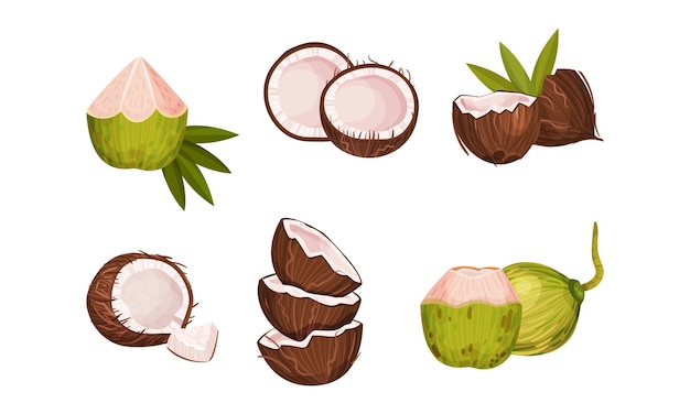 Vector whole and halved coconut with hard shell and fibrous husk vector set