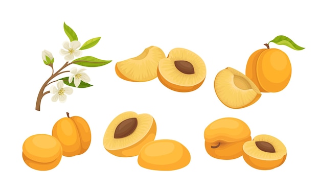 Vector whole and halved juicy peach fruit vector set