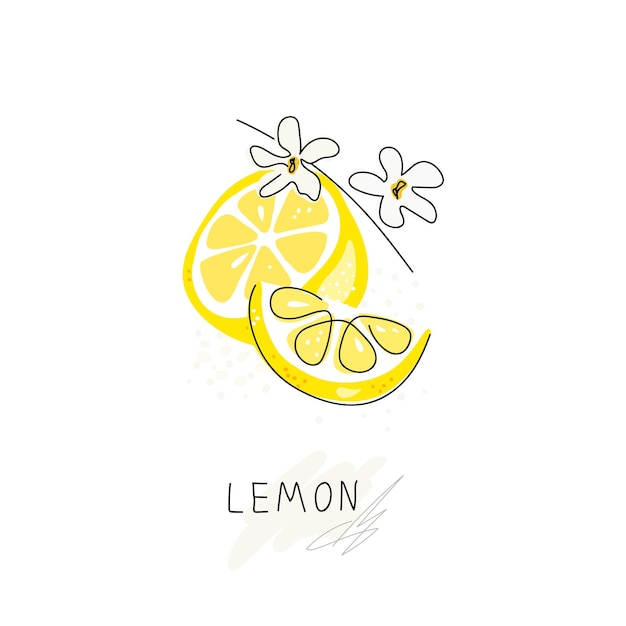 Целый лимон, разрезанный пополам, обтравочный контур на белом фоне Нарисованные цитрусовые