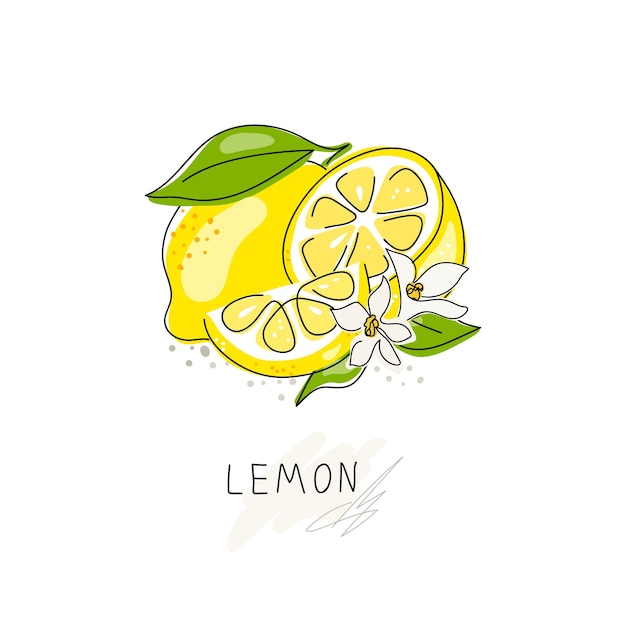 Whole lemon cut in half slice clipping path isolated on a white background Set Fresh fruits