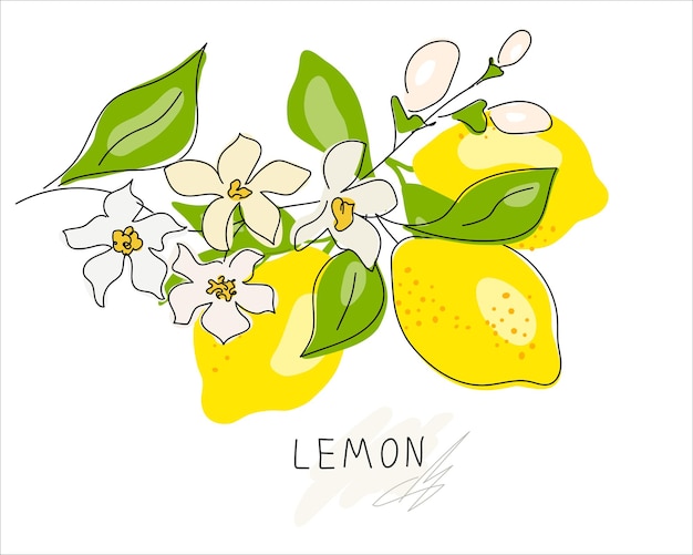 Whole lemon cut in half slice clipping path isolated on a white background Set