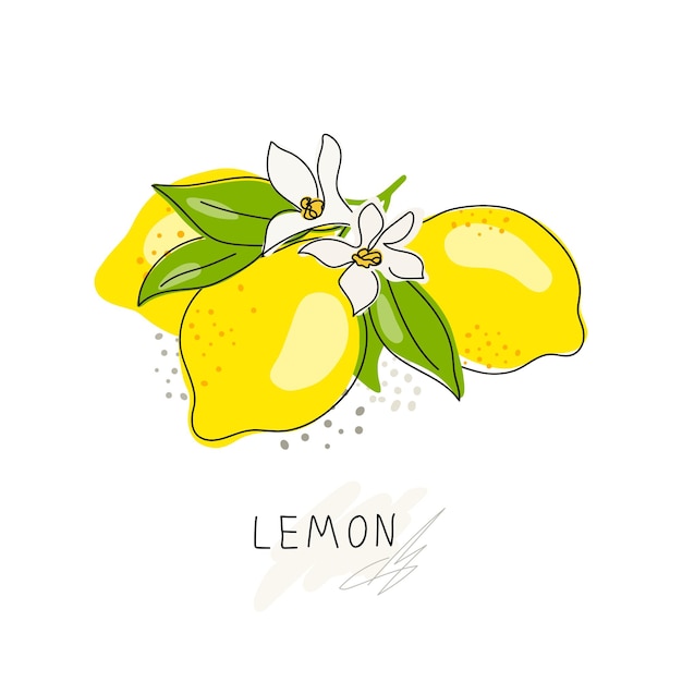 Whole lemon cut in half slice clipping path isolated on a white background Set