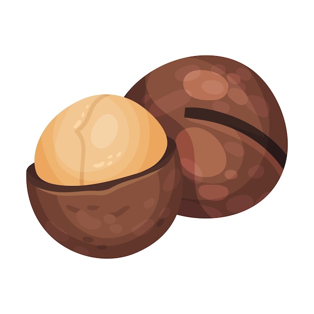 Whole Macadamia Nut with Cracked Shell Vector Illustration