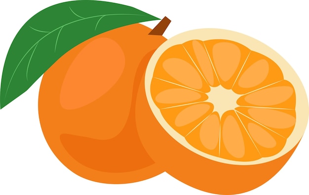 Vector whole orange and half orange