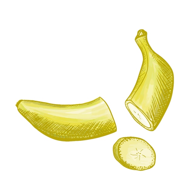 Whole peeled chopped banana slices bunch Yellow sweet fruit sketch ink style on white background