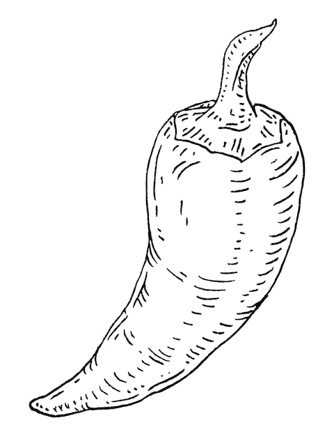Peperoncino intero peperoncino illustrazione nera del vettore di incisione vintage isolata su sfondo bianco design a inchiostro disegnato a mano