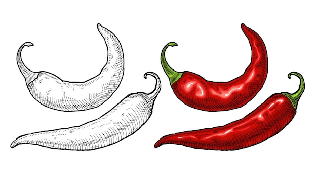 Whole pepper chilli Vintage hatching vector color and black illustration Isolated on white