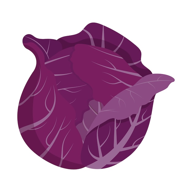 Whole red cabbage isolated on background Flat vector illustration