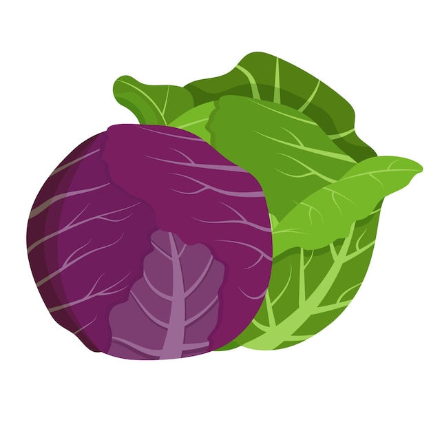Whole red and green cabbage isolated on background Flat vector illustration