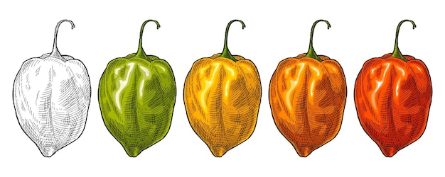 Whole red, green, orange, yellow pepper habanero. Vintage vector hatching color illustration. Isolated on white background. Hand drawn design