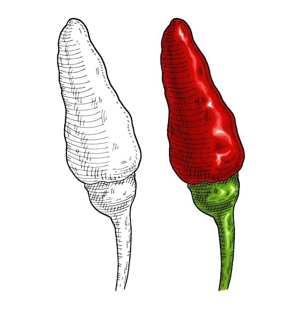 벡터 전체 고추 타바스코 빈티지 벡터 부화 색상 및 흰색 배경에 흑백 조각 격리 손으로 그린 디자인