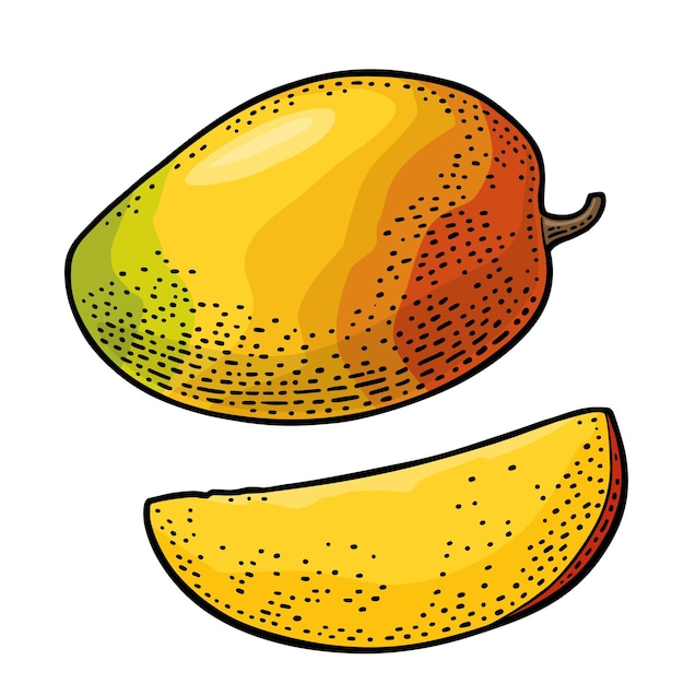 Vector whole and slice mango vector color vintage