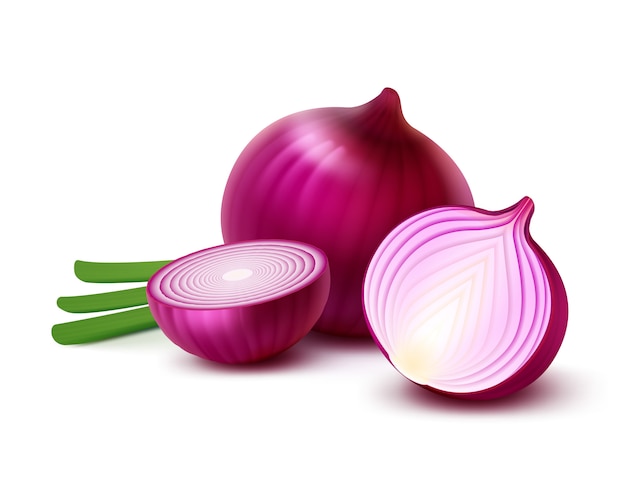 Vector whole and sliced red onion bulbs, green onions