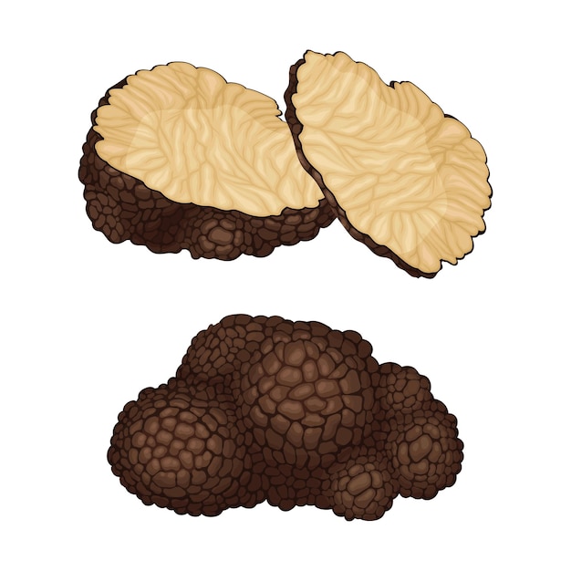 Whole and Sliced Truffle as Fruiting Body of Subterranean Ascomycete Fungus Vector Set