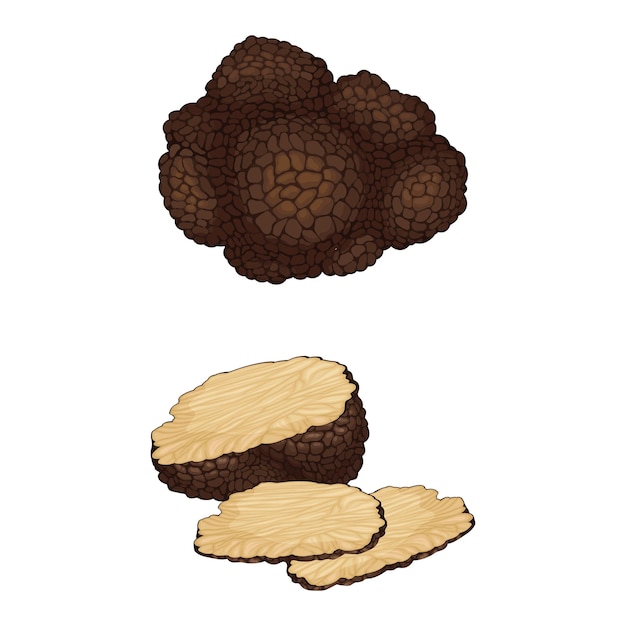 whole and sliced truffle as fruiting body of subterranean ascomycete fungus vector set