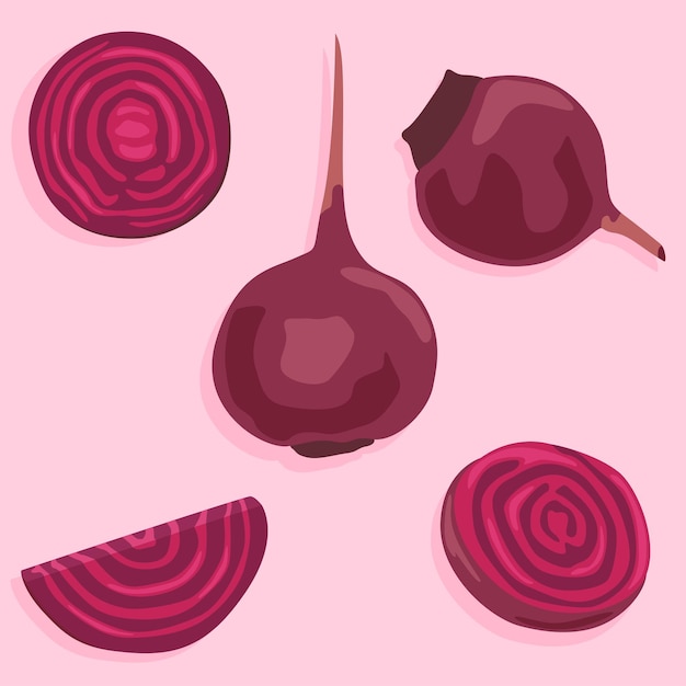 A whole small beetroot and sliced beetroot wedges Vector image of vegetables Diet food