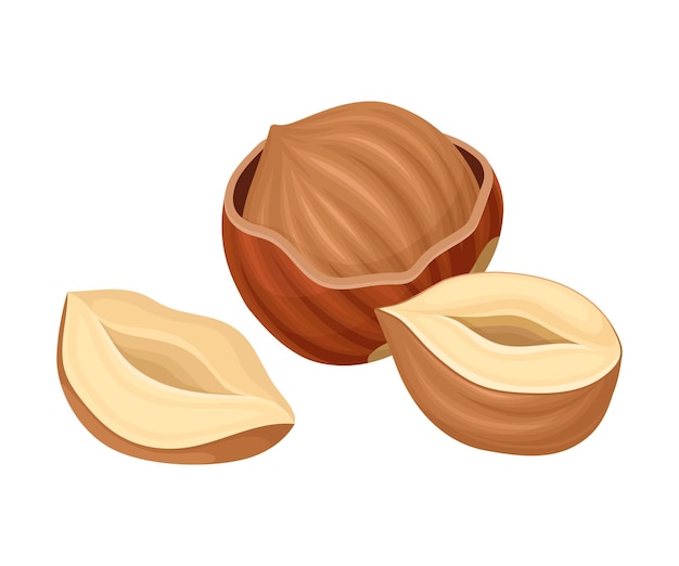 whole and split hazelnut isolated on white background cracked nutshell with filbert inside