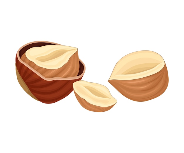 Whole and Split Hazelnut Isolated on White Background Cracked Nutshell with Filbert Inside