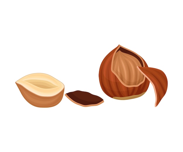 Whole and Split Hazelnut Isolated on White Background Cracked Nutshell with Filbert Inside