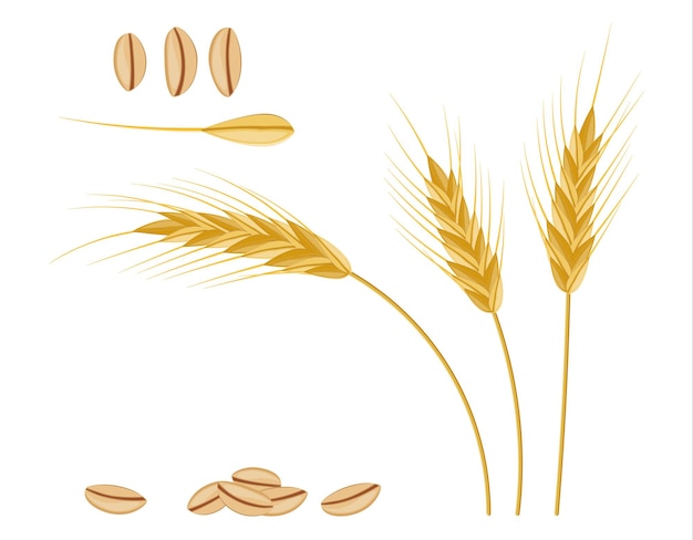 Целые стебли, колоски колосья пшеницы с семенами. Хлебопекарные крупы. Пучок овсяный с зернами. Векторная иллюстрация в плоском стиле